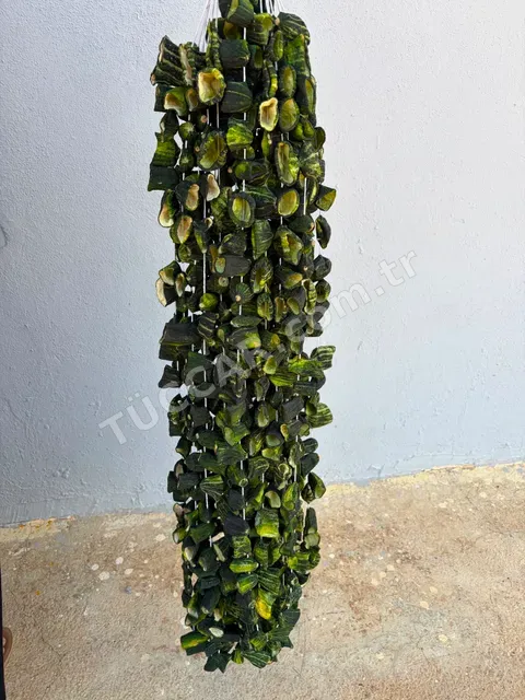 kuru acur