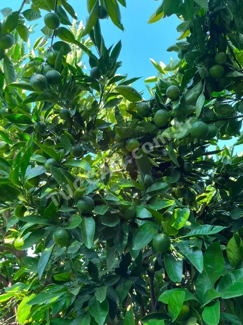 Satsuma dörtyol botaşda 900 1000 ton arası 