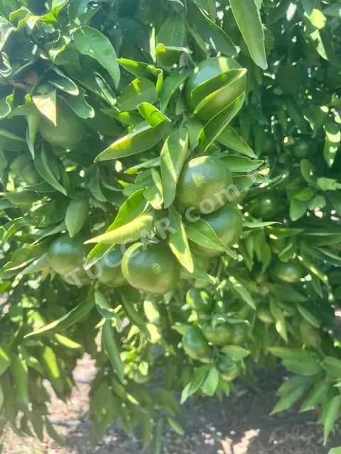 Okitsu mandalina