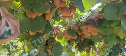 Kivi  Jumbo boy HAYWART cinsi kilo 120tl