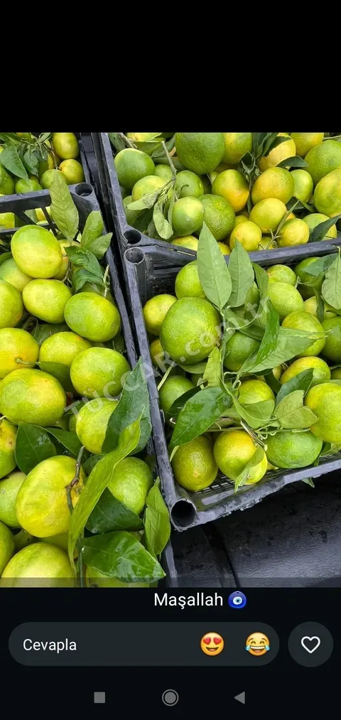 Okisu mandalina