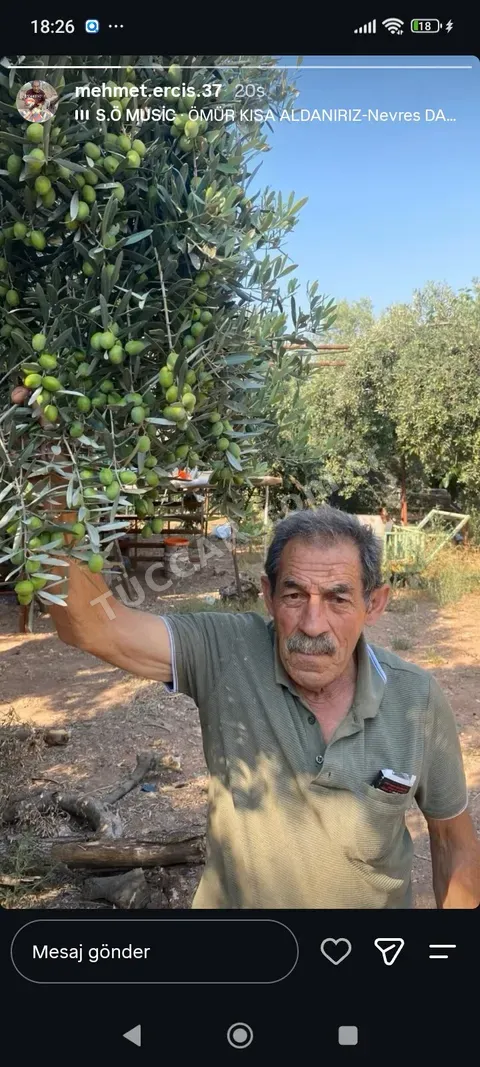 Yeşil zeytin-salamura ve yağlık için uygundur....ister dalından ister yağ olarak verilebil