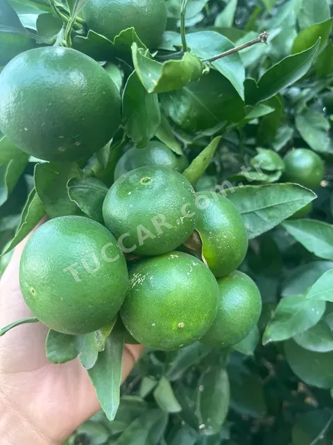 Okitsu Mandalina