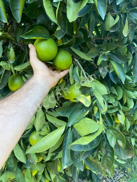🍊 Dalından Taze Washington Portakalı
