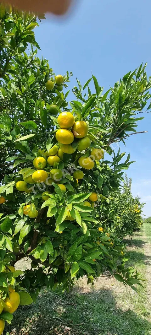 Saksuma ve okitsu