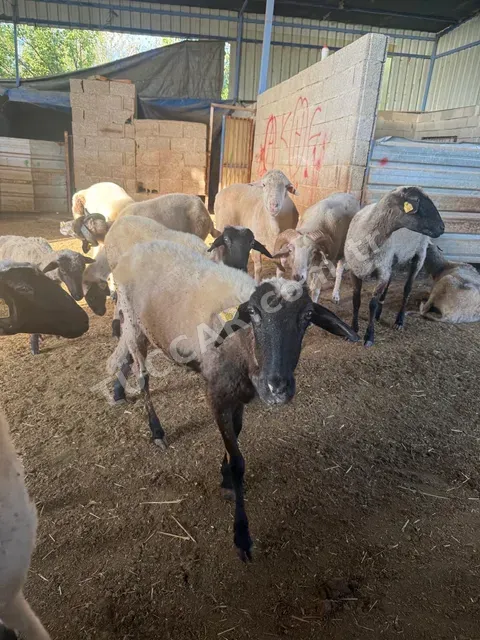 SATILIK SAKIZ KOYUNU – 3 ERKEK, 11 DİŞİ – 2 YAŞINDA 🐑