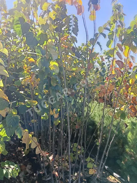 Her çeşit meyve fidanı
