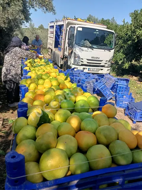 NARENCİYE MANDALİN PORTAKAL