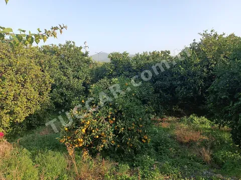 6 ton Rize mandalina