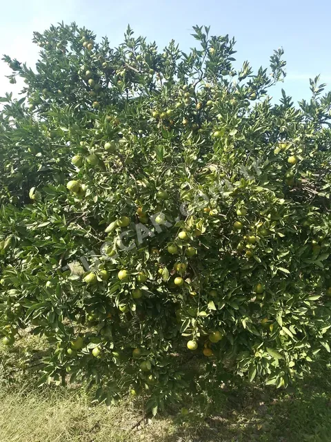 Dörtyol Mandalina