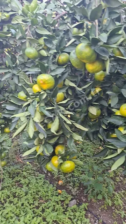 Mandalina