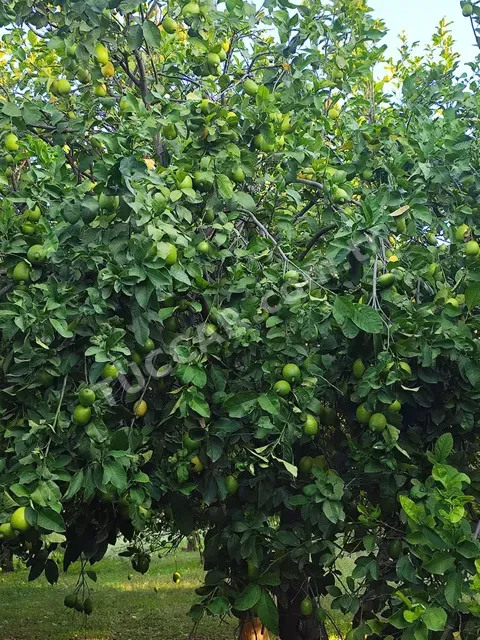 Enter limon