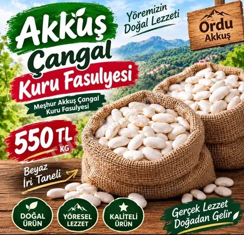 Akkuş cangal şeker fasulye ………..
