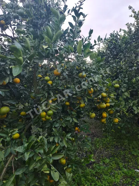 Saksuma Mandalina
